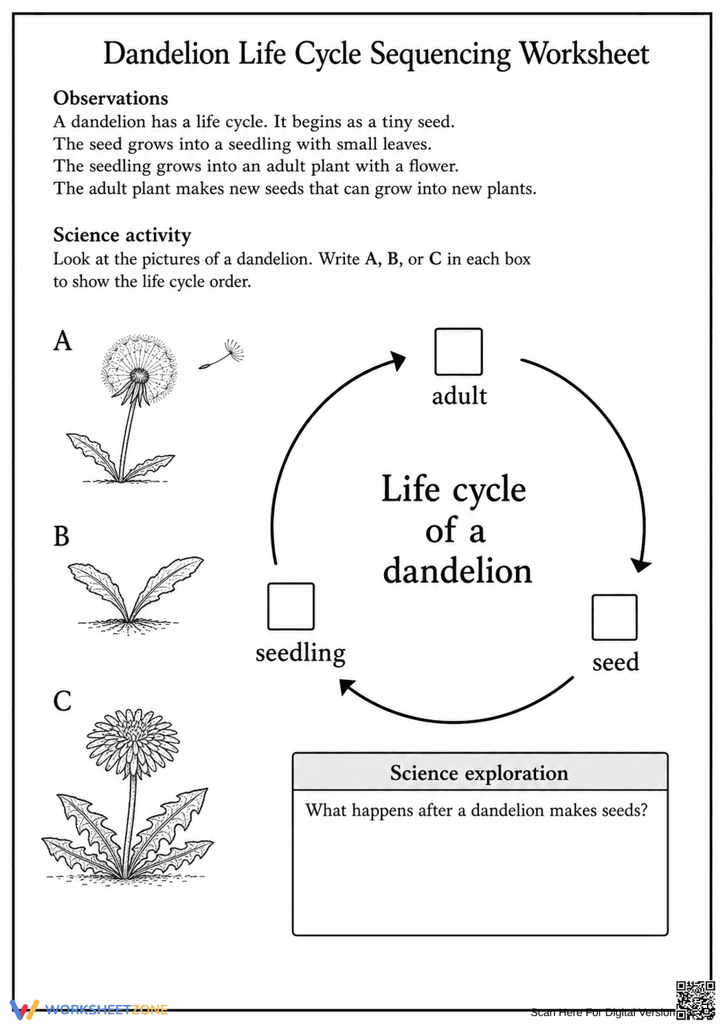 Dandelion Life Cycle Worksheet | Grade 1-2 Essential - Page 1