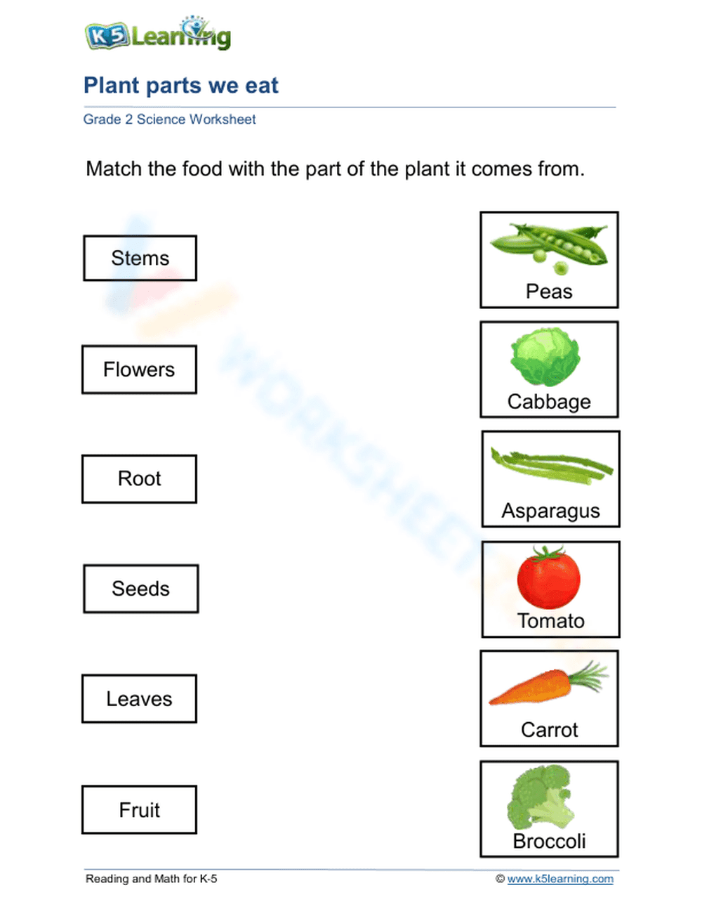 Essential Grade 2 Plant Parts Worksheet | Ready to Print - Page 1
