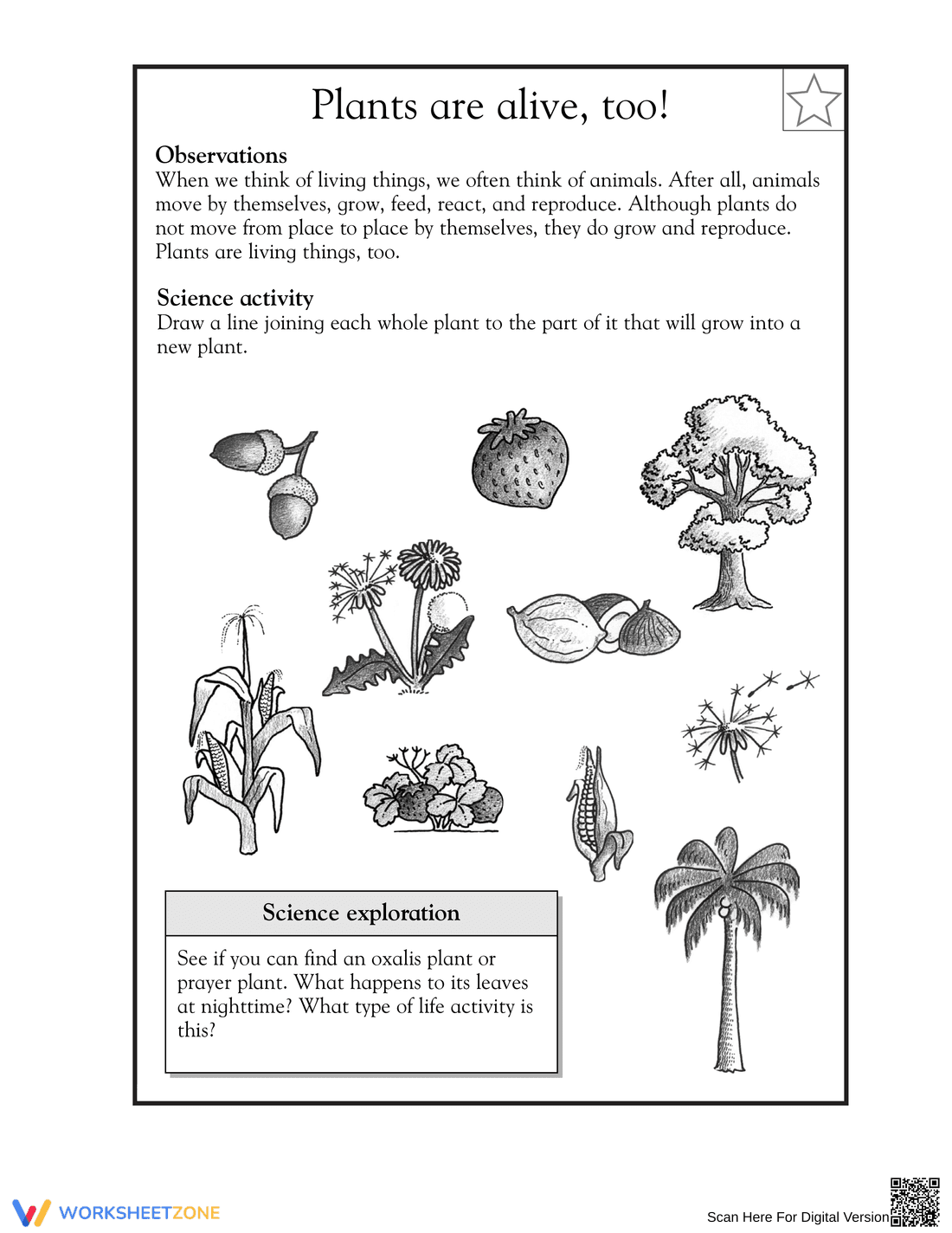 Essential Plants Are Alive Worksheet | Grade 1-2 Science - Page 1