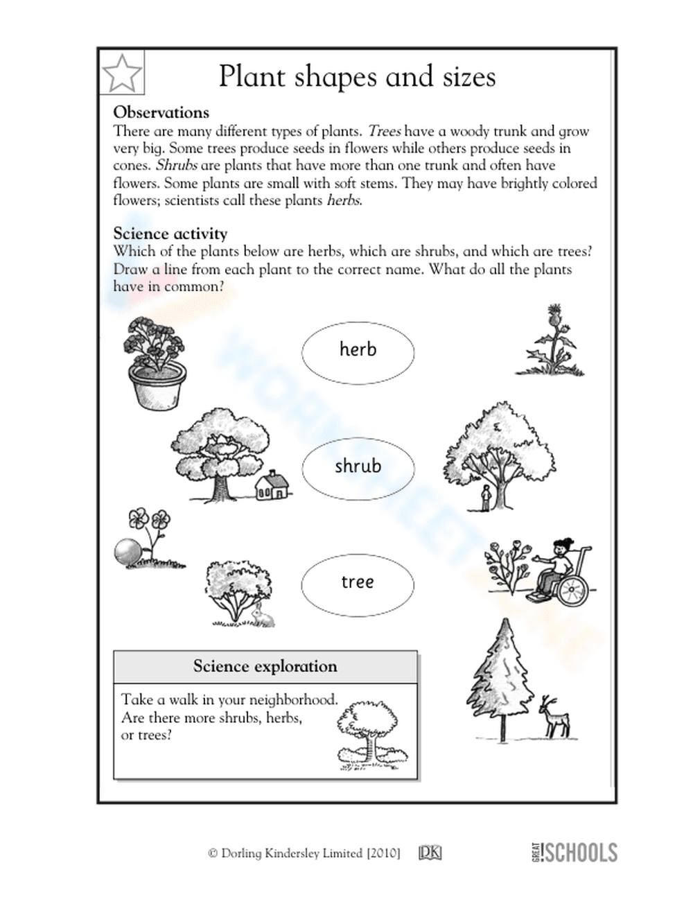 Plant Shapes and Sizes Worksheet | Essential Grade 2 Science - Page 1