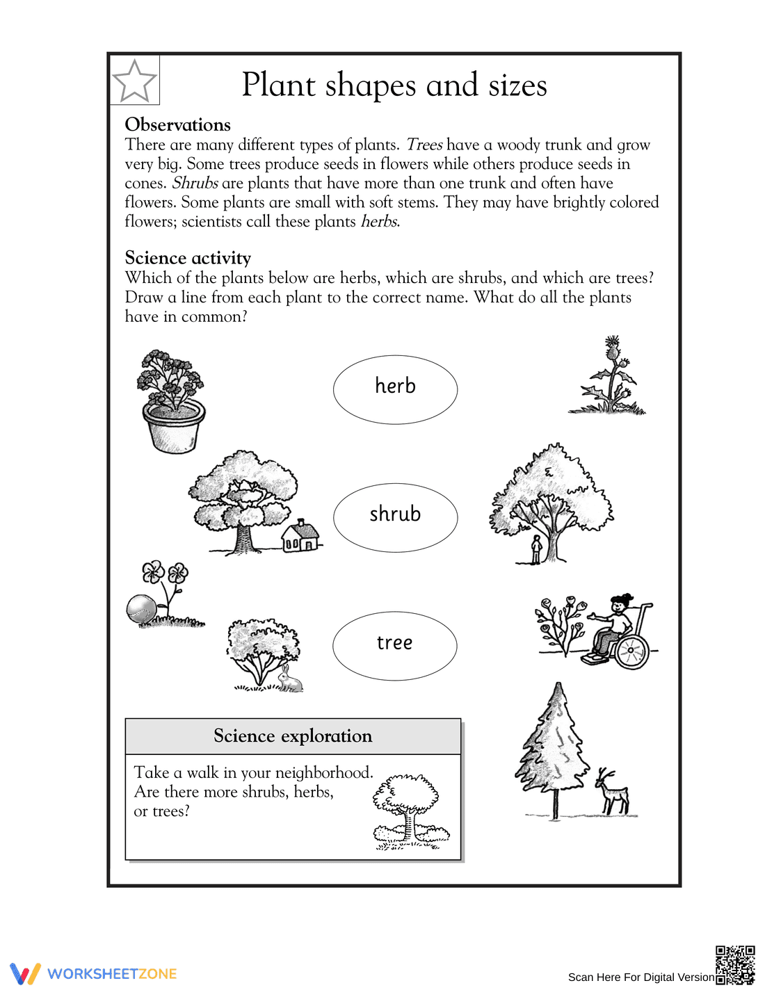 Plant Shapes and Sizes Worksheet | Essential Grade 2 Science - Page 1