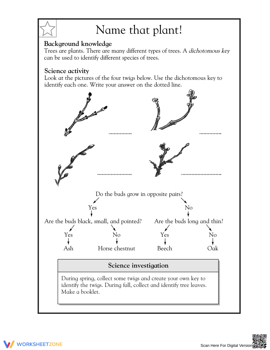 Essential Grade 5 Dichotomous Key: Name That Plant! - Page 1