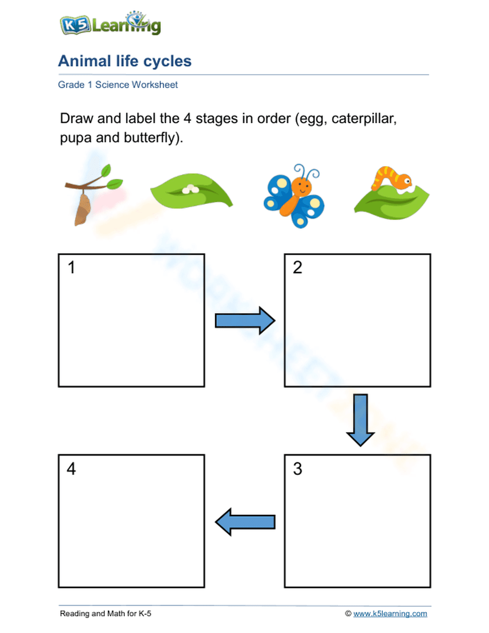 Grade 1 Butterfly Life Cycle — Printable No-Prep Worksheet - Page 1
