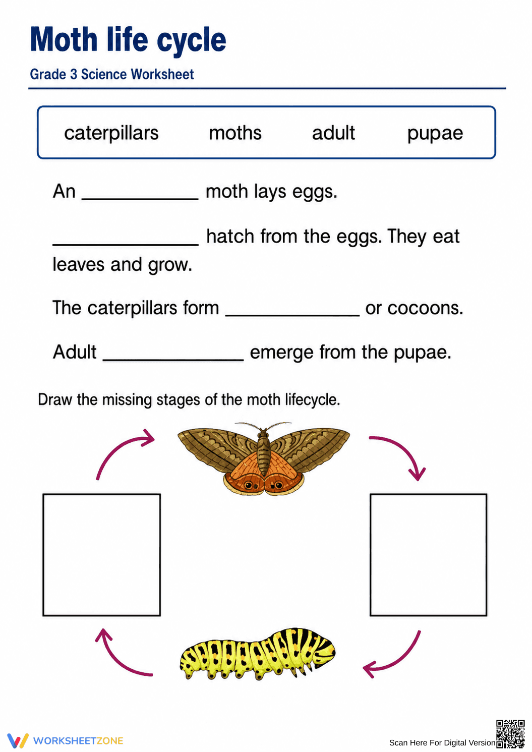 Moth Life Cycle Worksheet | Grade 3 Essential Science - Page 1