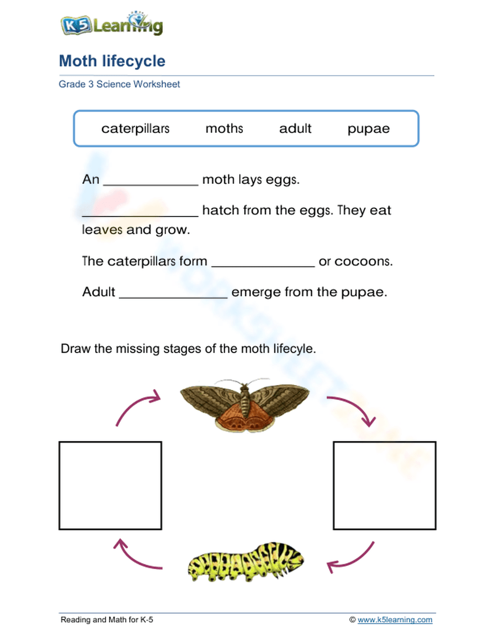 Moth Life Cycle Fill-in-the-Blank and Drawing Worksheet - Page 1