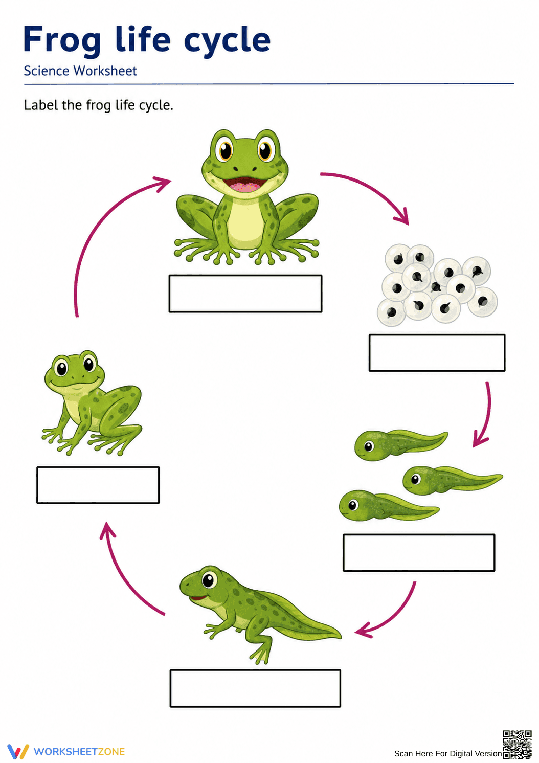Grade 3 Frog Life Cycle — Printable No-Prep Worksheet - Page 1