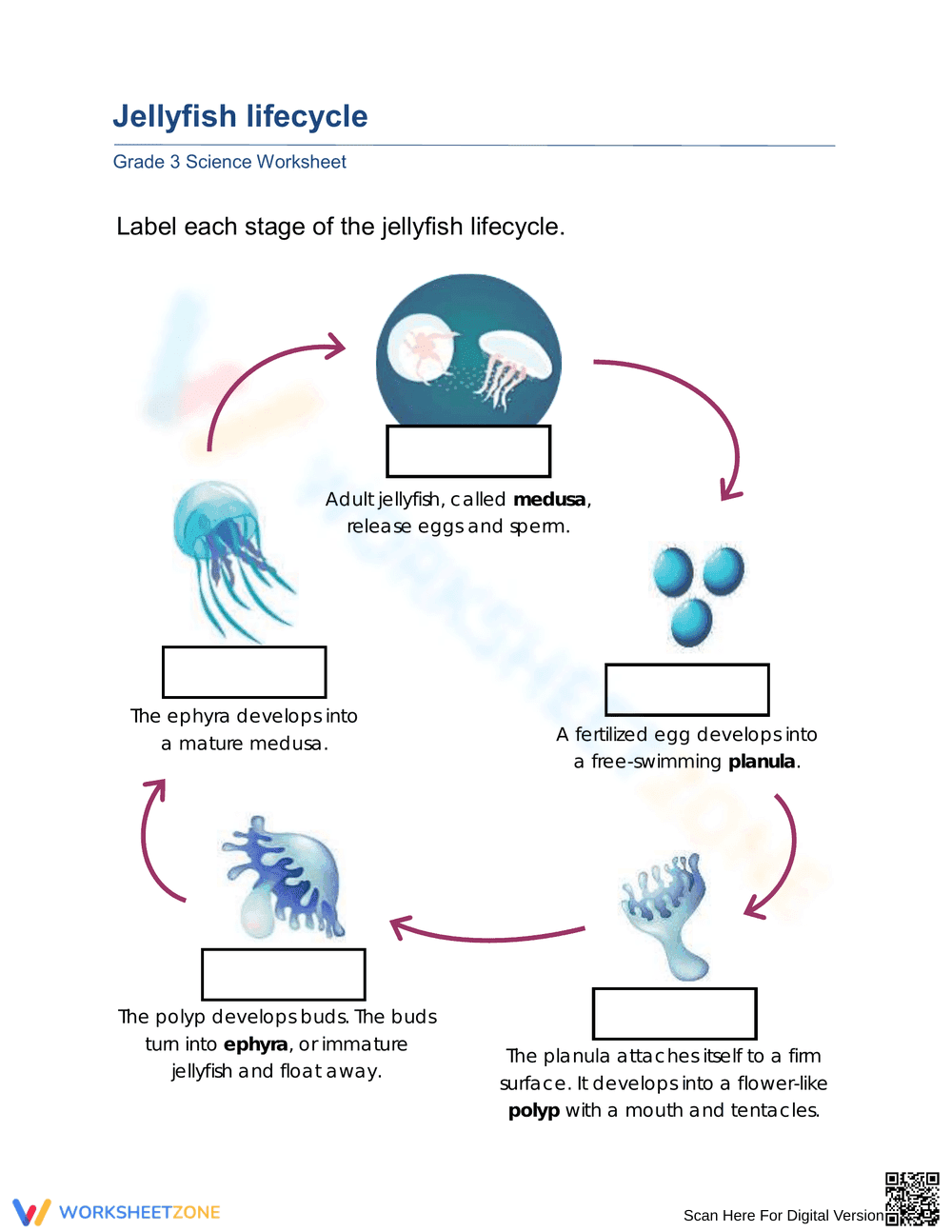 Grade 3 Jellyfish Lifecycle — Printable No-Prep Worksheet - Page 1