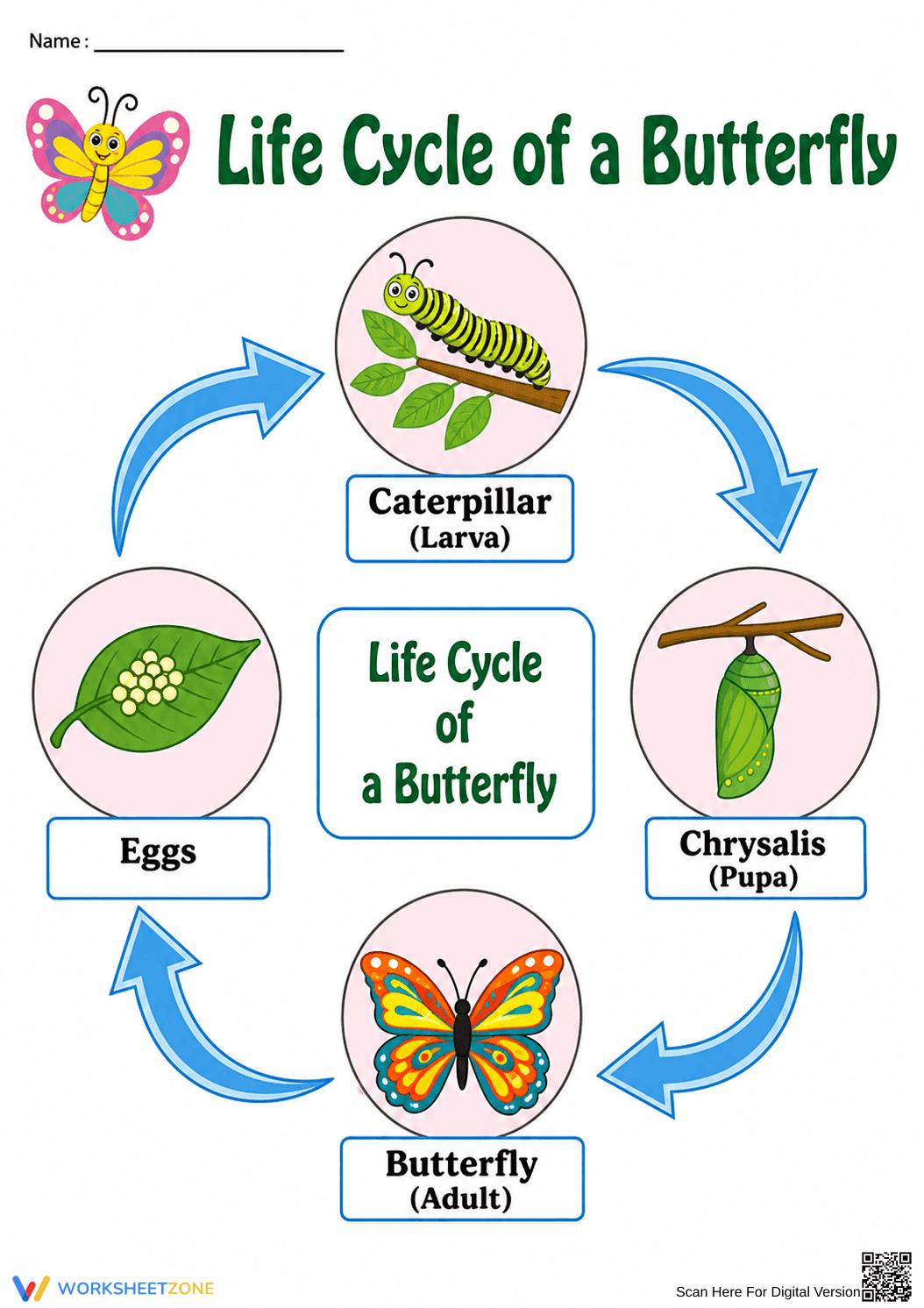 Printable Butterfly Life Cycle Chart | Grade 1 Science - Page 1
