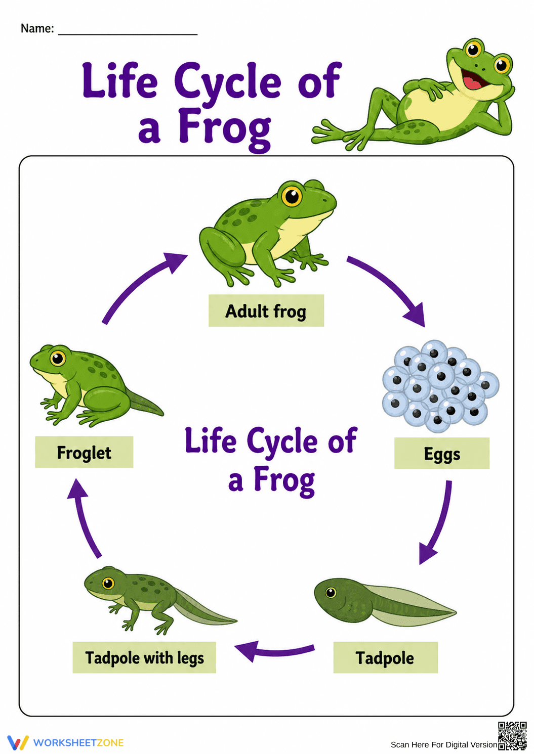 Essential Grade 2 Frog Life Cycle Chart | Printable - Page 1