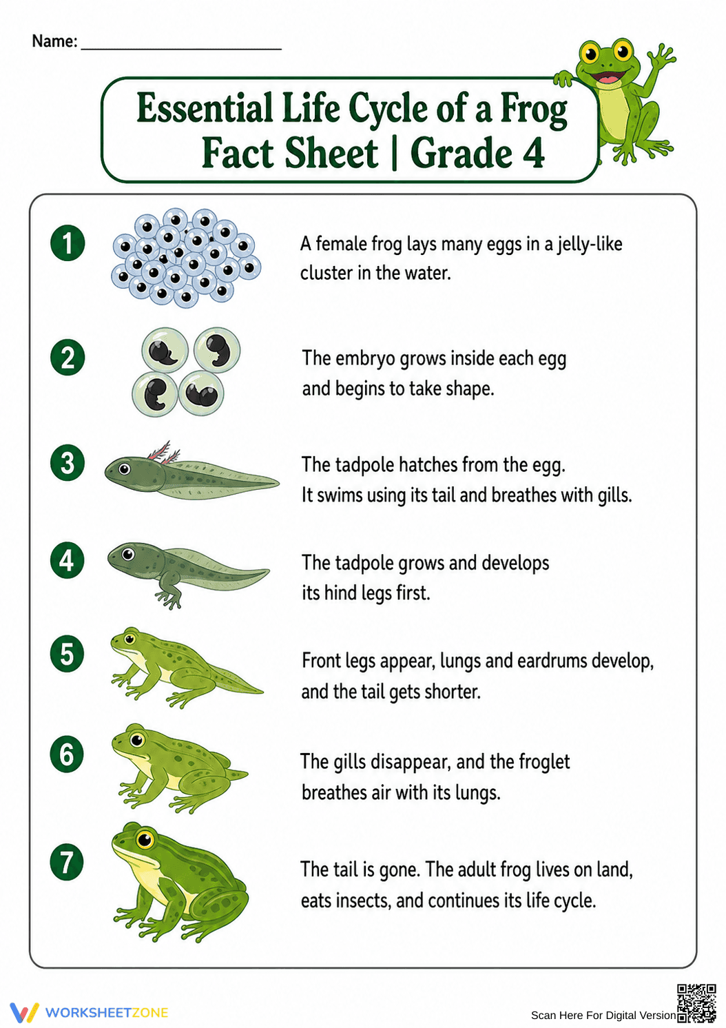 Essential Frog Life Cycle Fact Sheet | Grade 4 Ready - Page 1