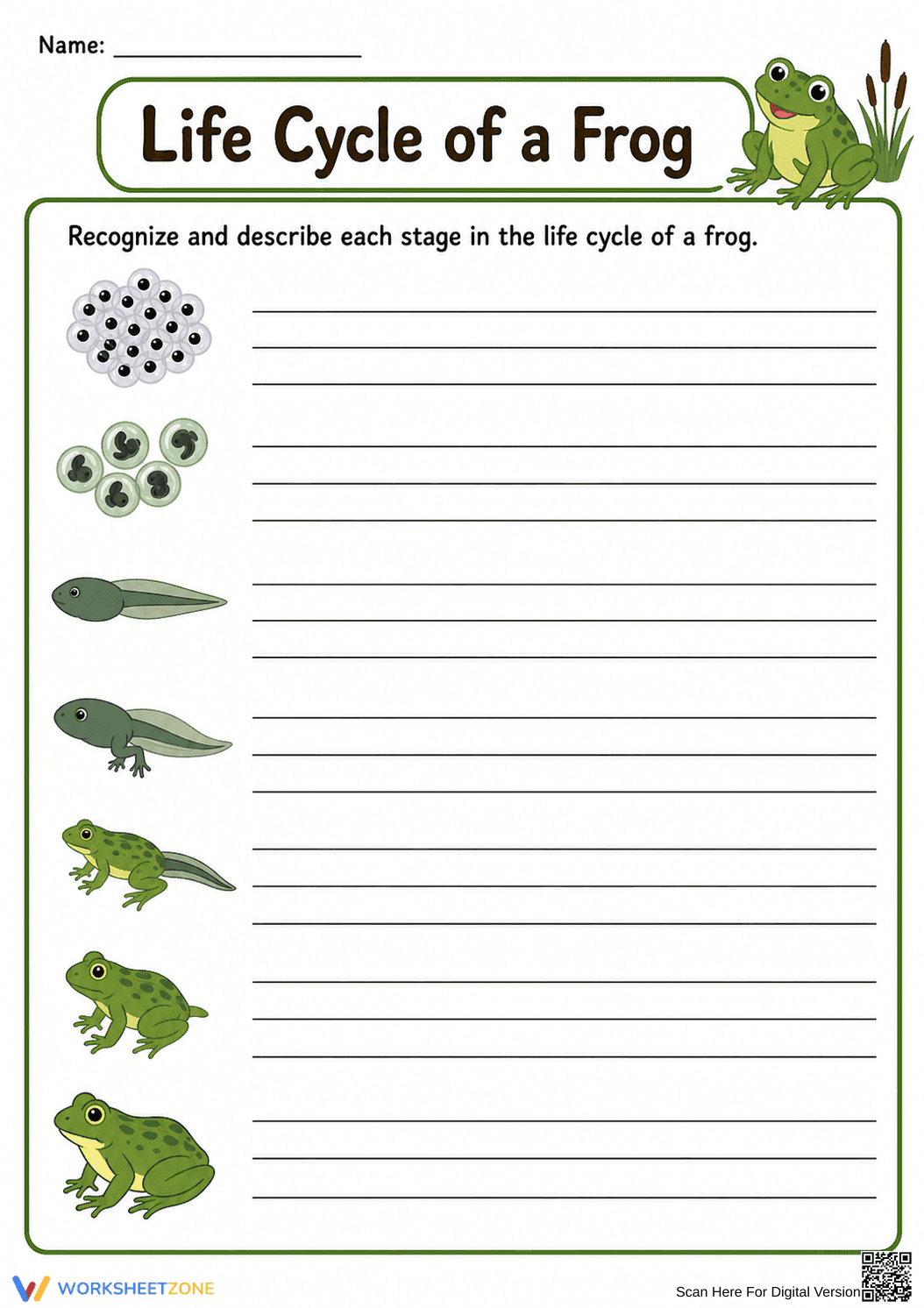 Printable Frog Life Cycle Worksheet | Grade 3 - Page 1