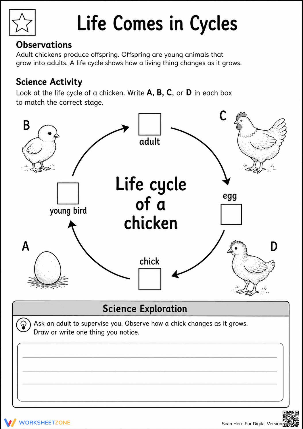 Grade 2 Chicken Life Cycle — Printable No-Prep Worksheet - Page 1