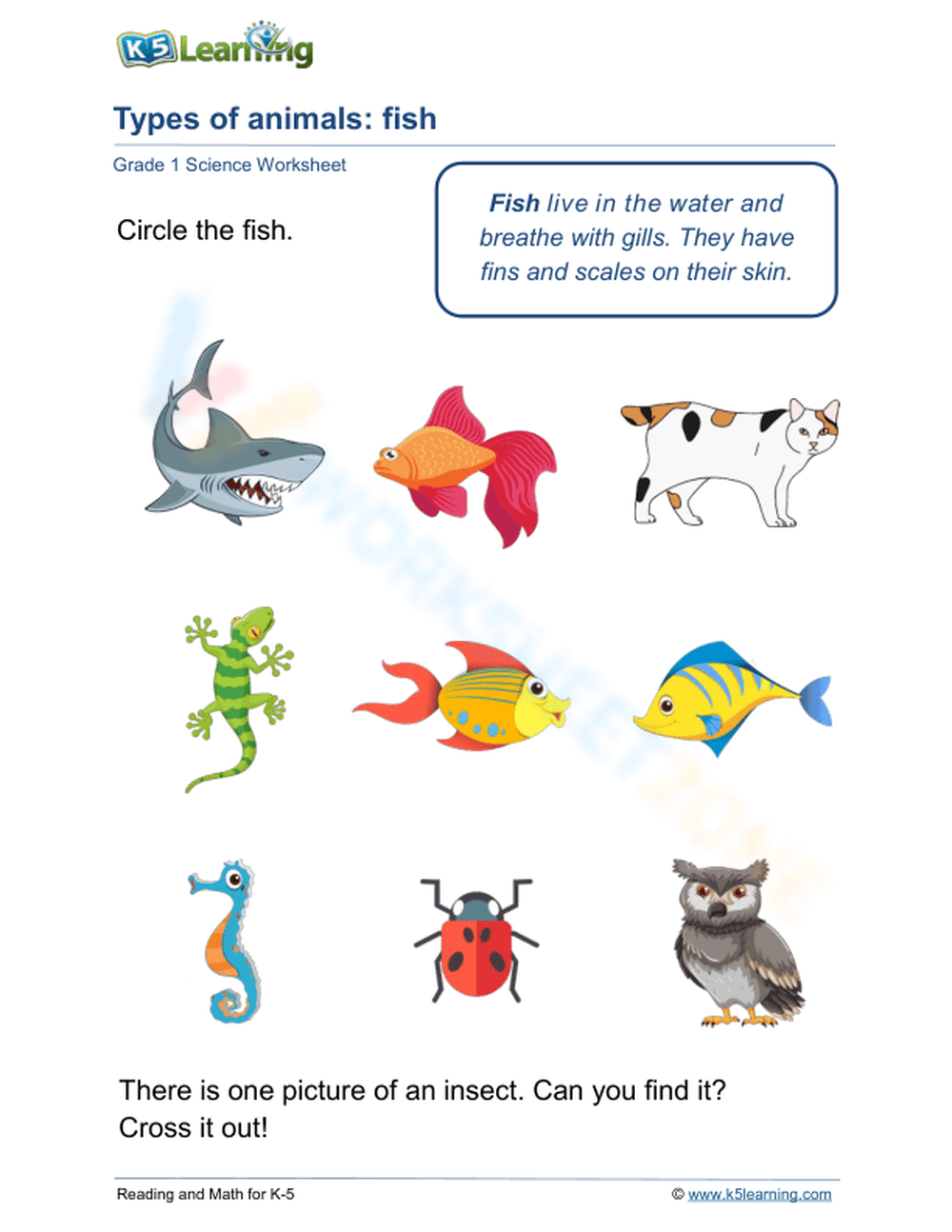 Essential Fish Identification Worksheet | Grade 1 Science - Page 1