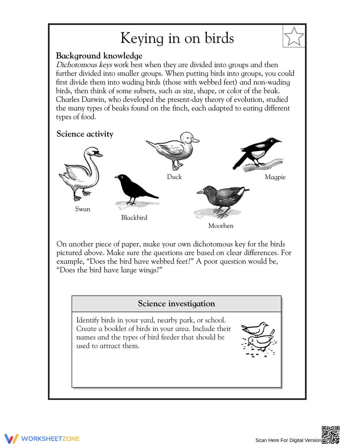 Essential Grade 5 Bird Dichotomous Key Printable Worksheet - Page 1