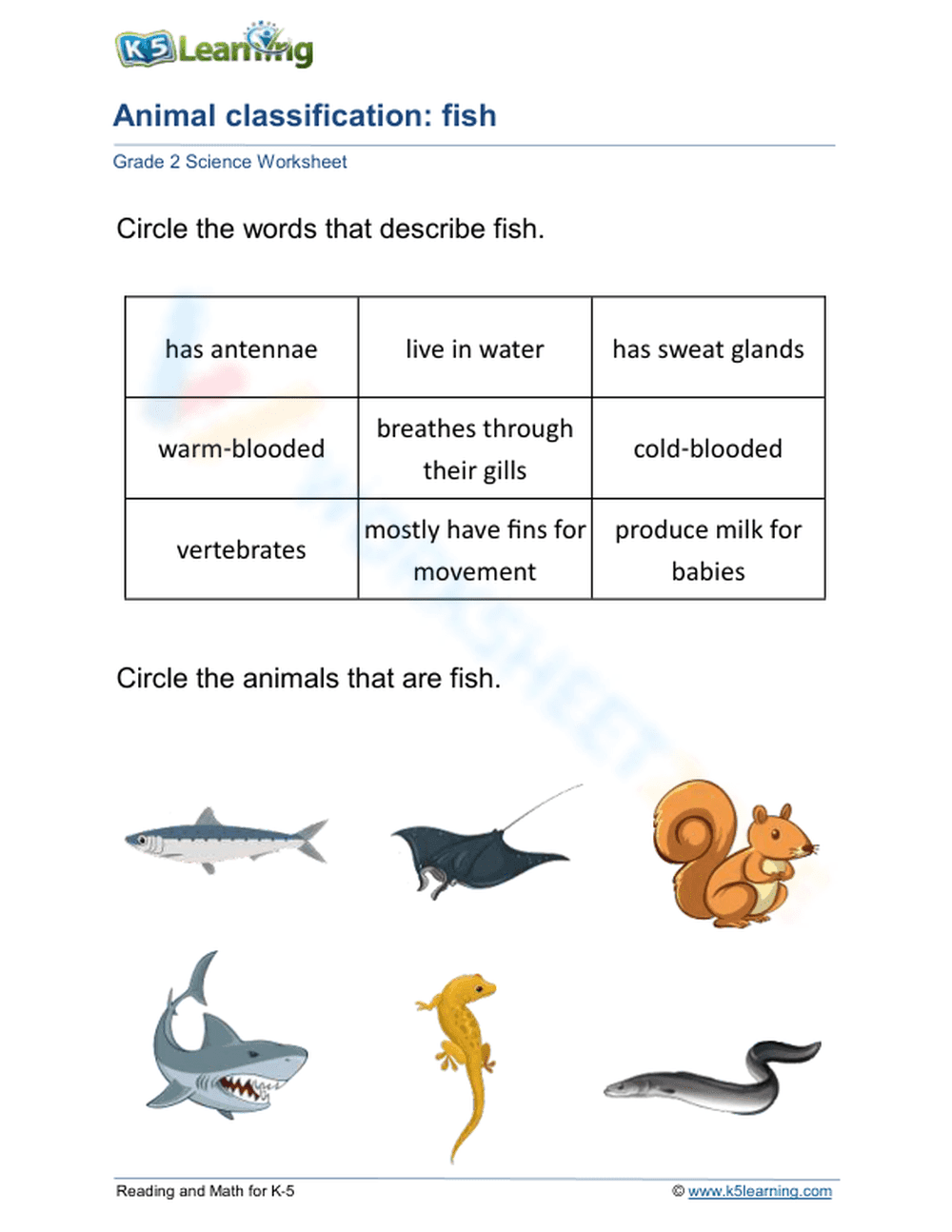Essential Grade 2 Animal Classification: Fish Worksheet - Page 1