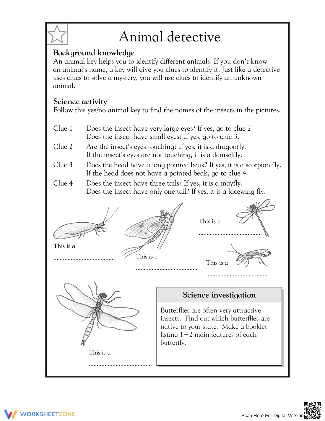 Printable Insect Dichotomous Key Worksheet | Grade 3 Science - Page 1
