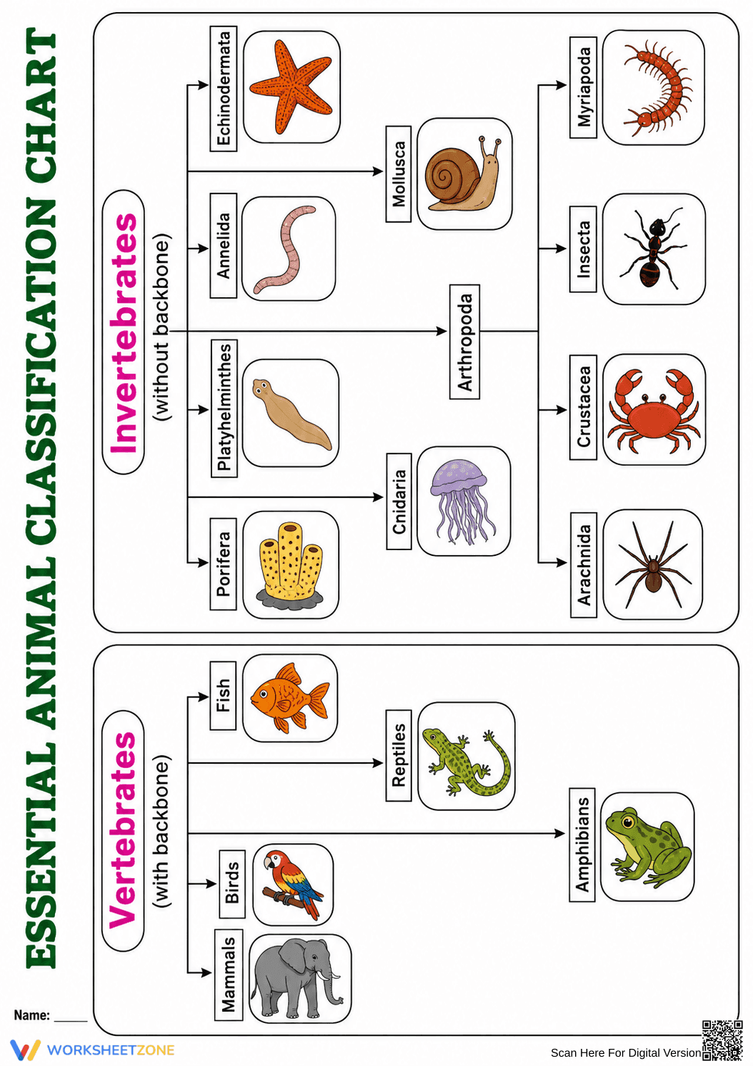 Essential Animal Classification Chart | Grade 4 Science - Page 1