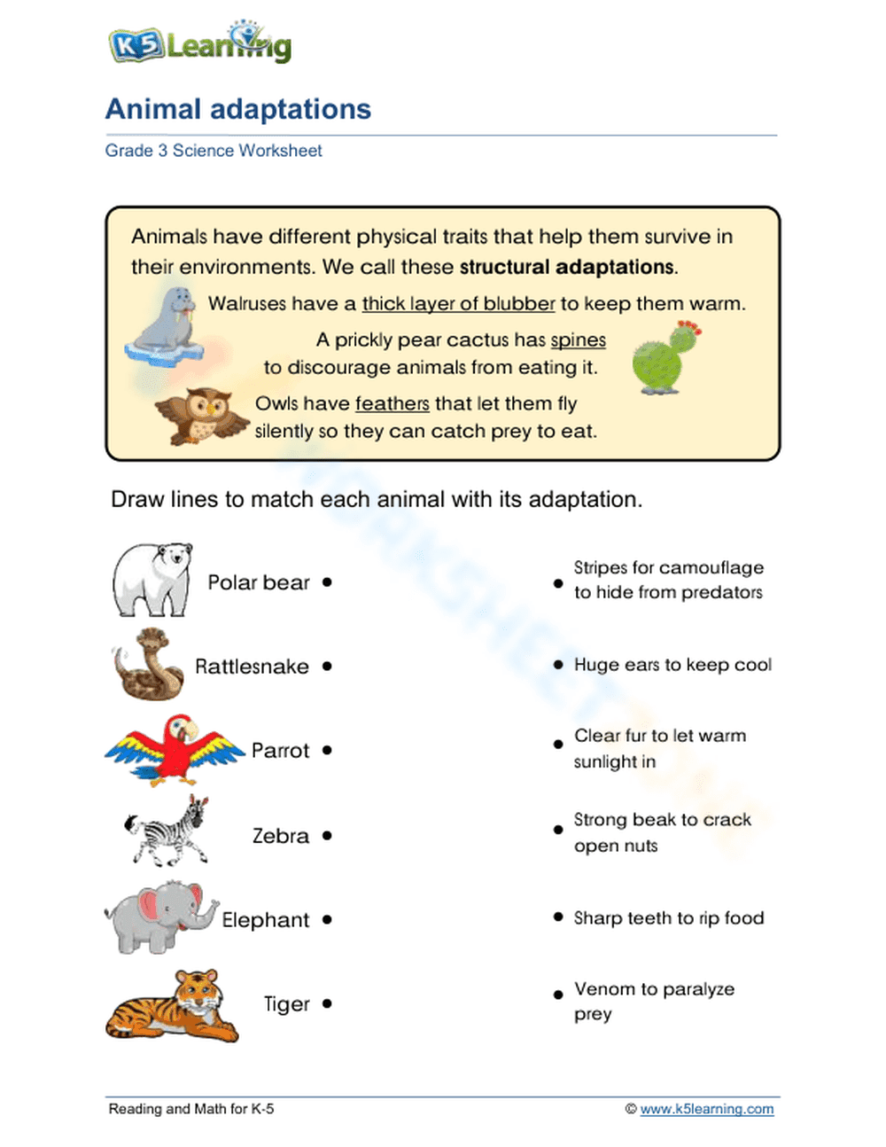 Essential Animal Adaptations Worksheet | Grade 3 Science - Page 1