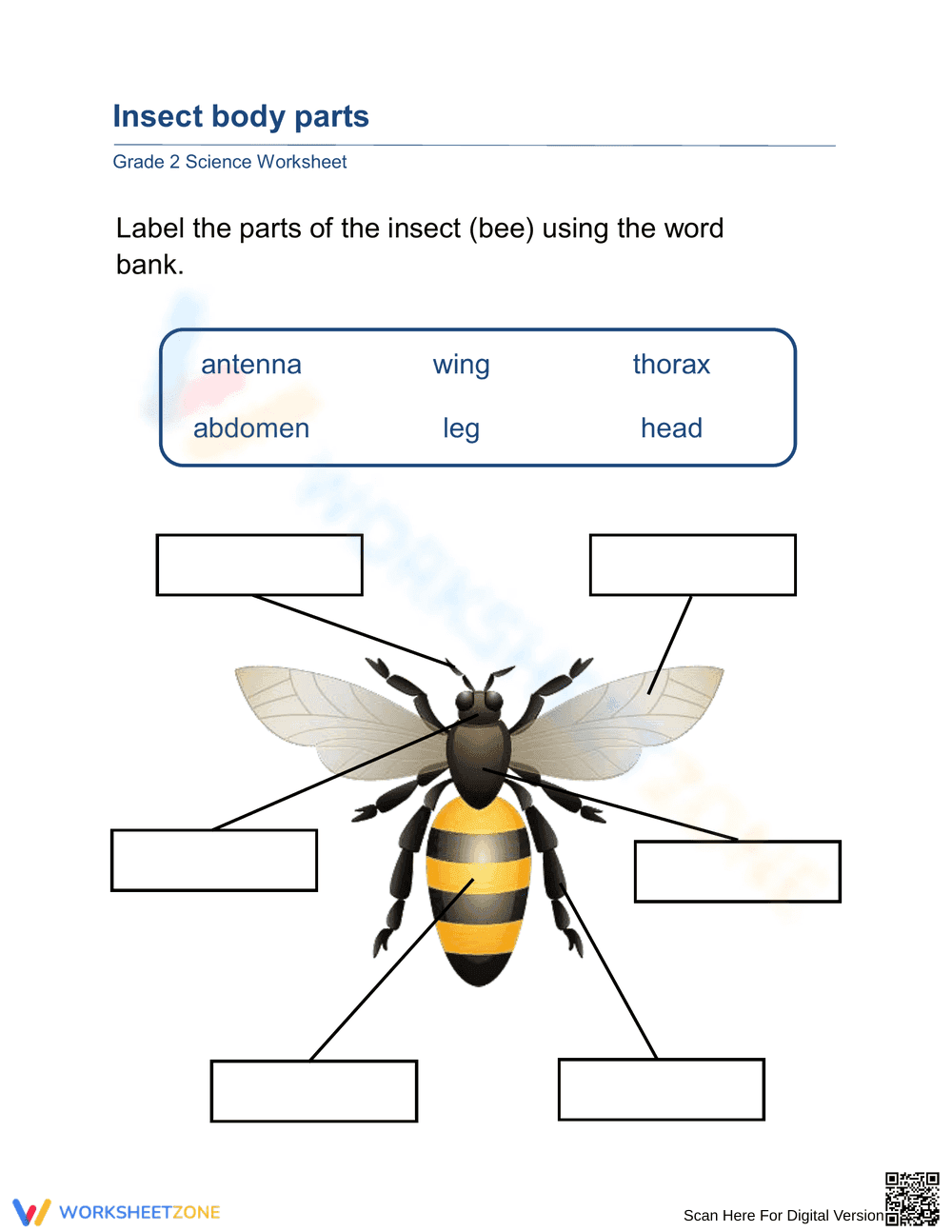 Insect Body Parts Labeling Worksheet - Page 1