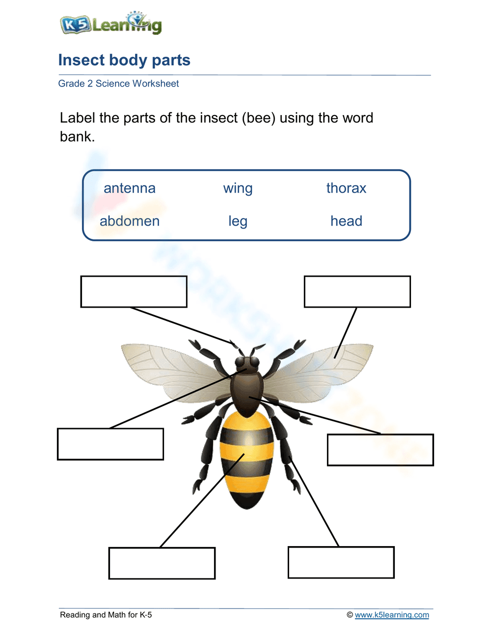 Insect Body Parts Labeling Worksheet - Page 1