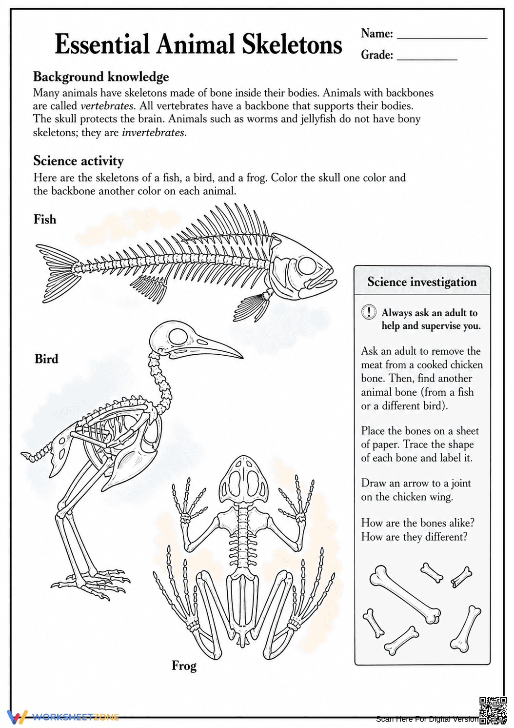Grade 3-4 Animal Skeletons — Printable No-Prep Worksheet - Page 1