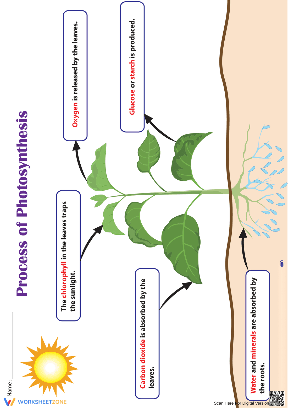 Grade 3-4 Photosynthesis — Essential No-Prep Worksheet - Page 1
