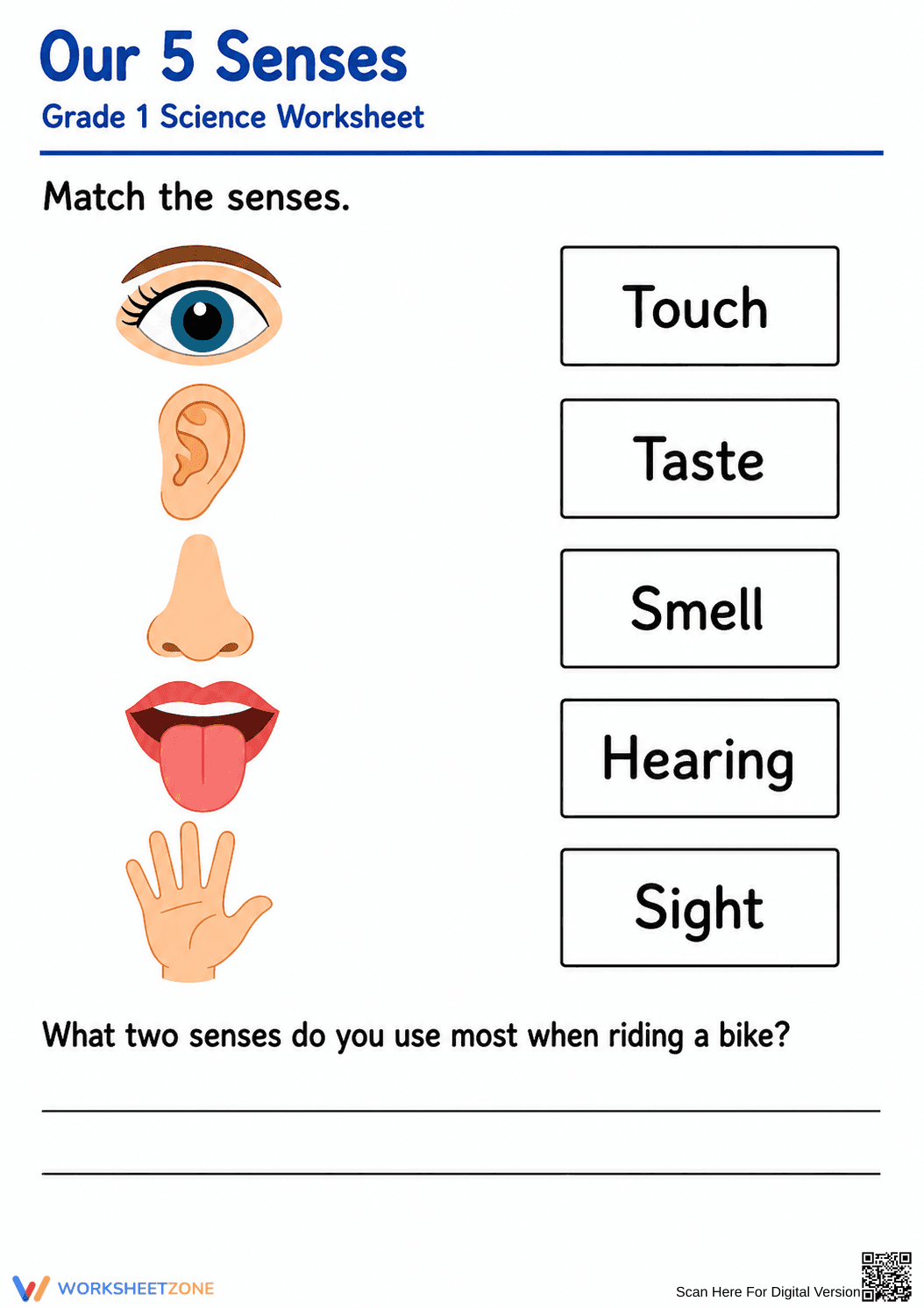 Grade 1 5 Senses — Printable No-Prep Worksheet - Page 1