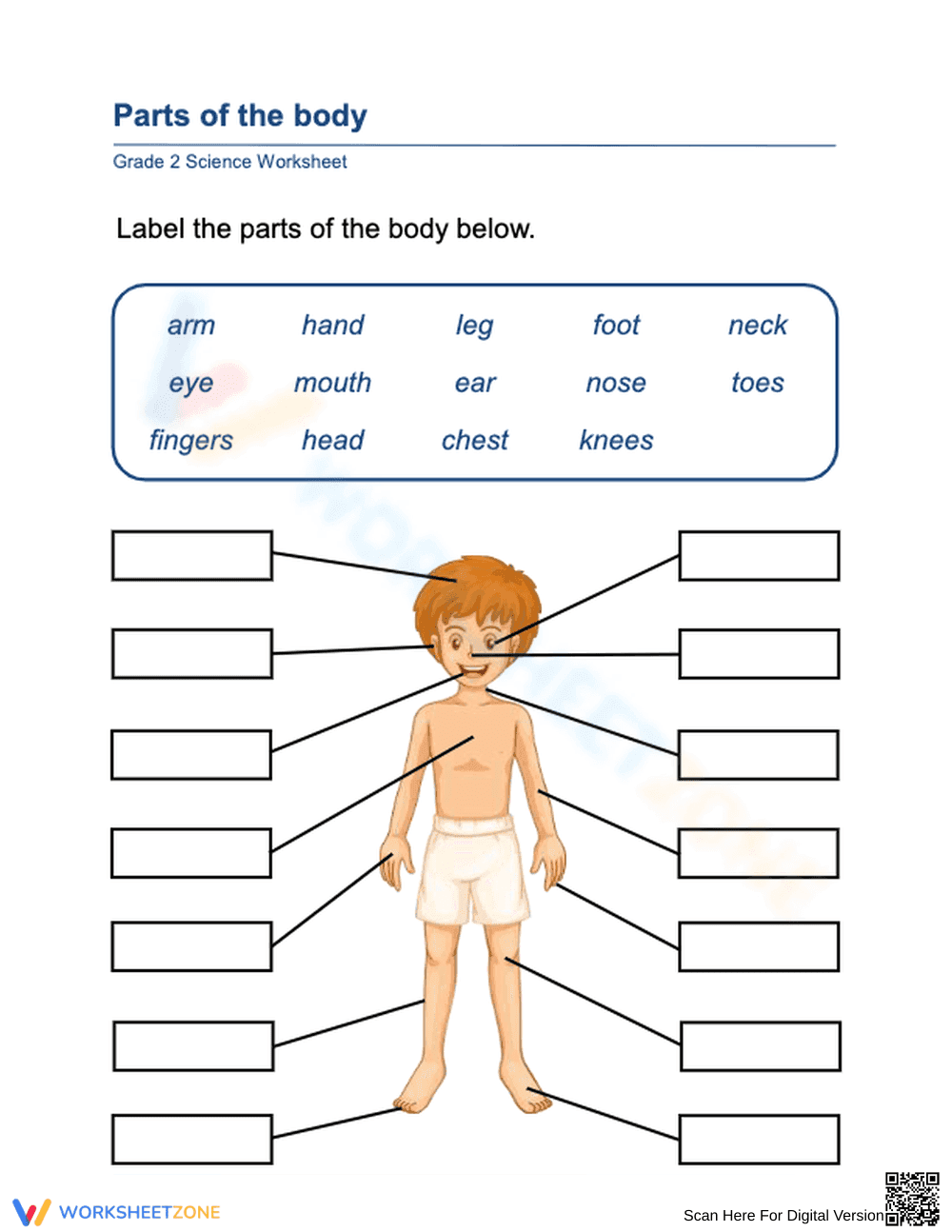Essential Human Anatomy Worksheet | Grade 2 Science - Page 1