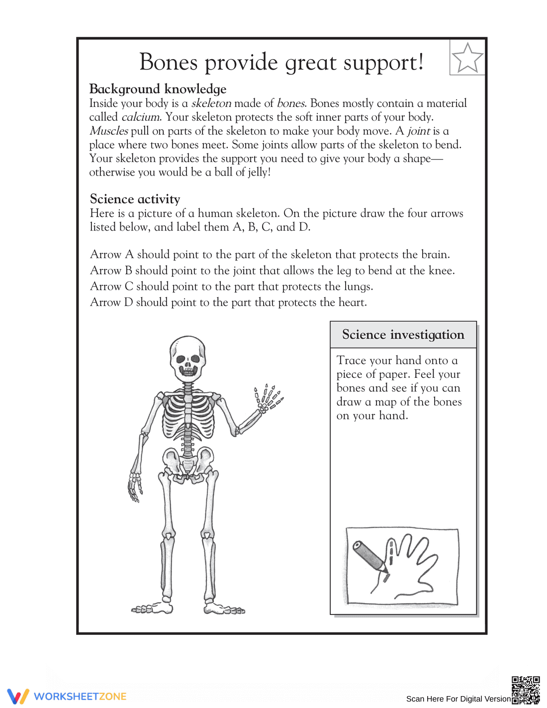 Essential Skeleton Functions Worksheet | Grade 3-4 Science - Page 1