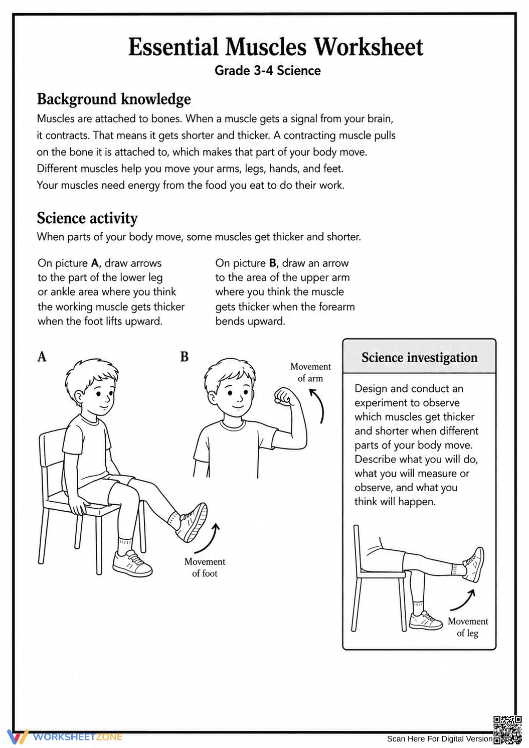 Essential Muscles Worksheet | Grade 3-4 Ready - Page 1