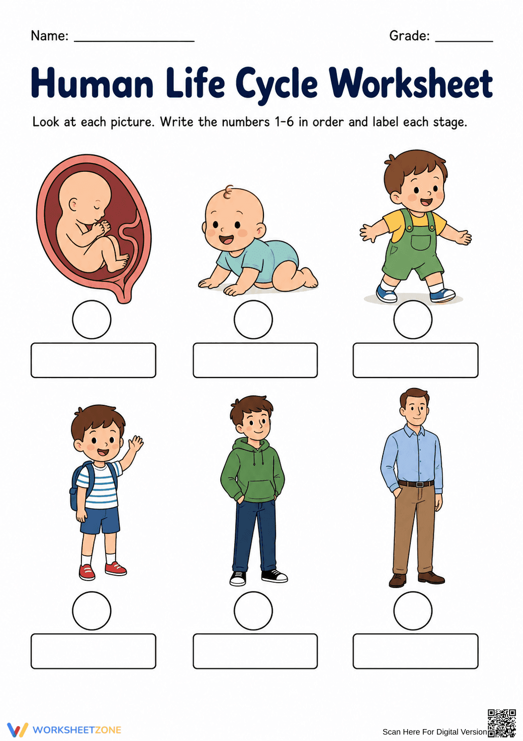 Grade 2 Human Life Cycle — Printable No-Prep Worksheet - Page 1
