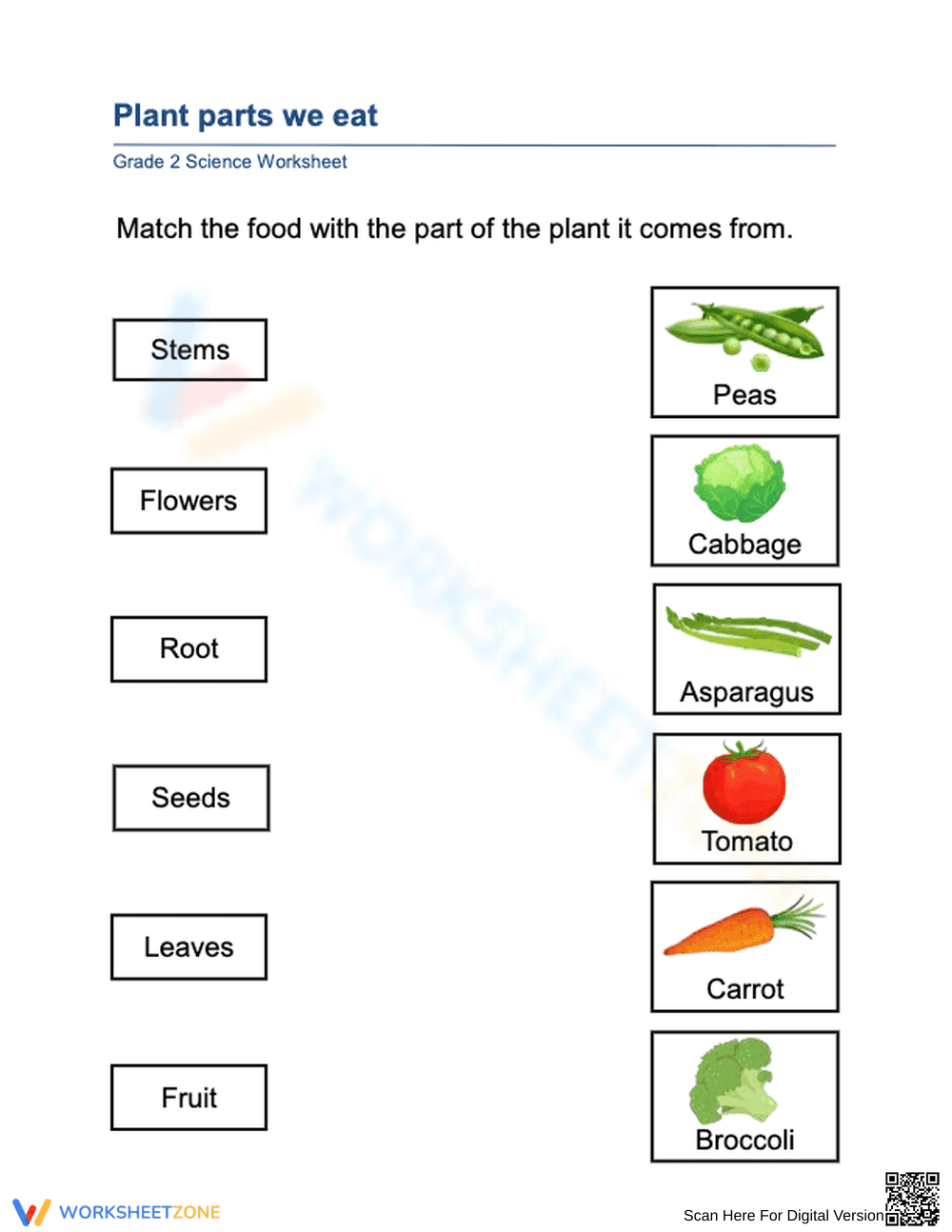 Essential Plant Parts We Eat Worksheet | Grade 2 Science - Page 1