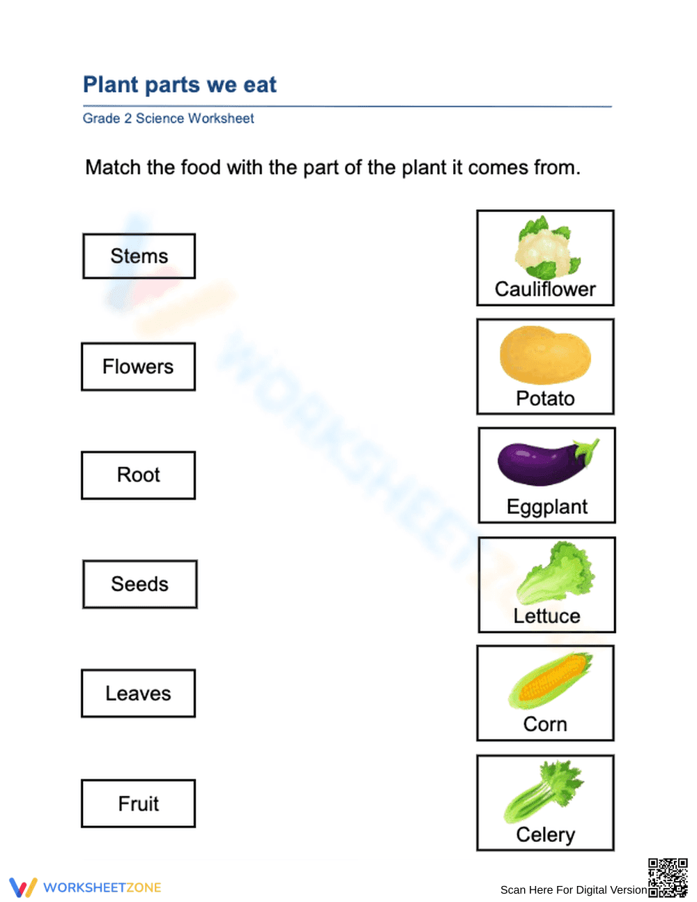 Essential Plant Parts We Eat Worksheet | Grade 2 Science - Page 1