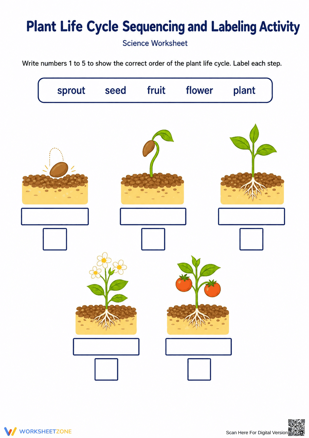 Essential Plant Life Cycle Worksheet | Grade 1 Science - Page 1