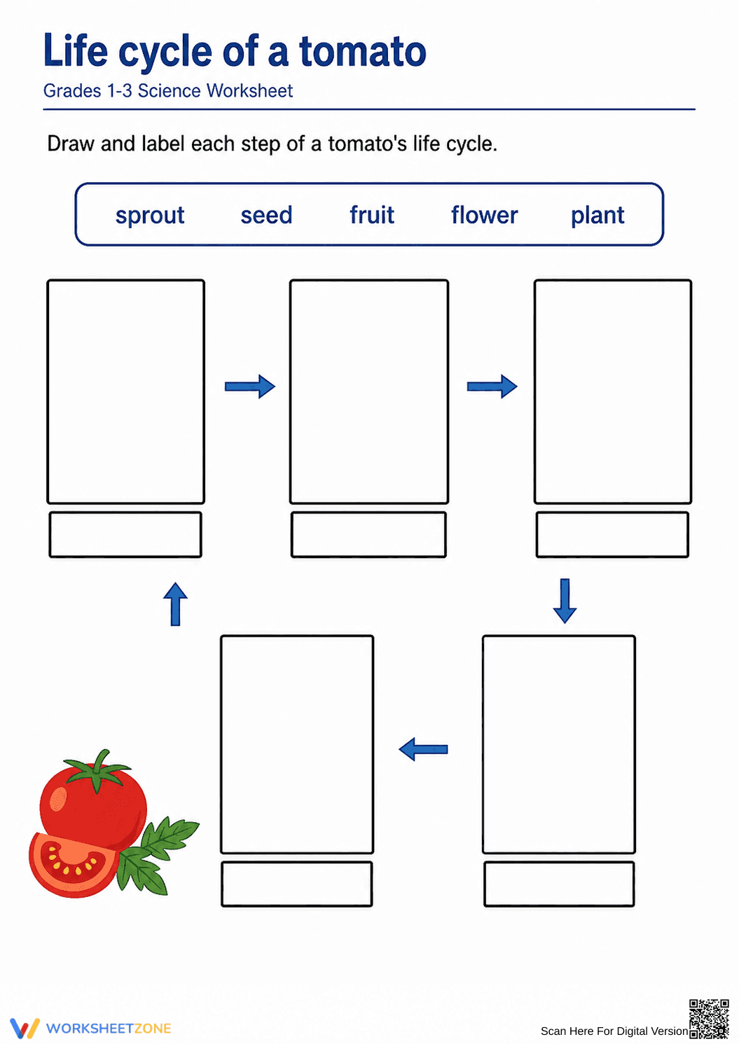 Essential Tomato Life Cycle Worksheet | Grades 1-3 - Page 1