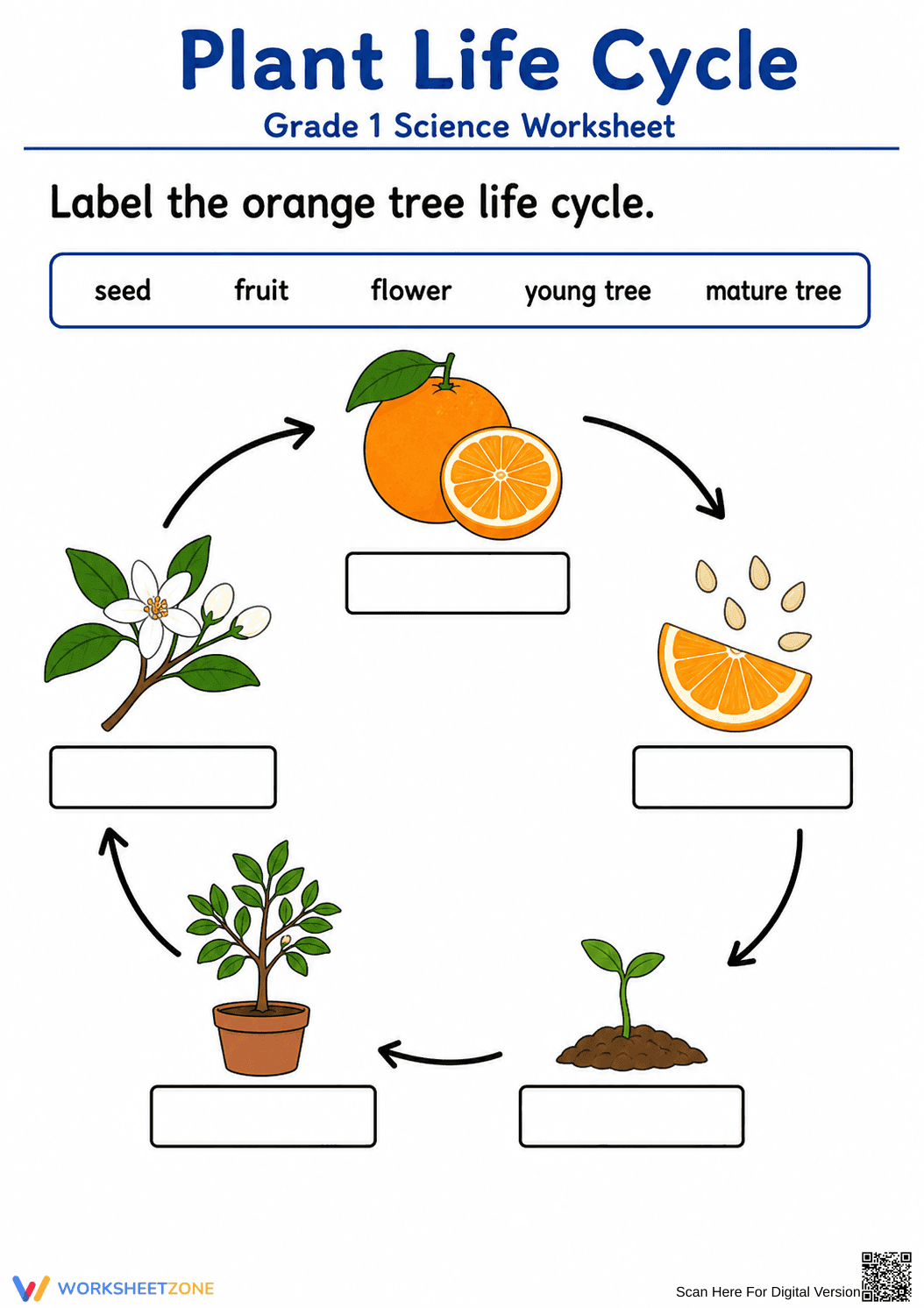 Printable Orange Tree Life Cycle Worksheet | Grade 1 - Page 1