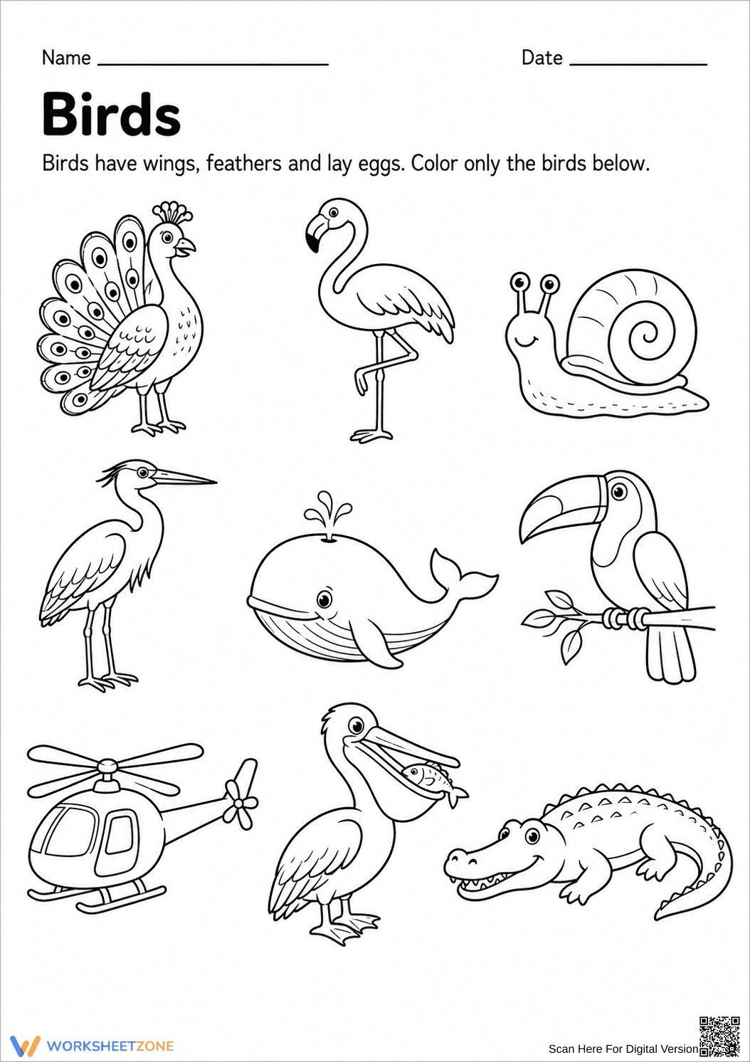 Printable Bird Identification Worksheet | Grade K-1 - Page 1