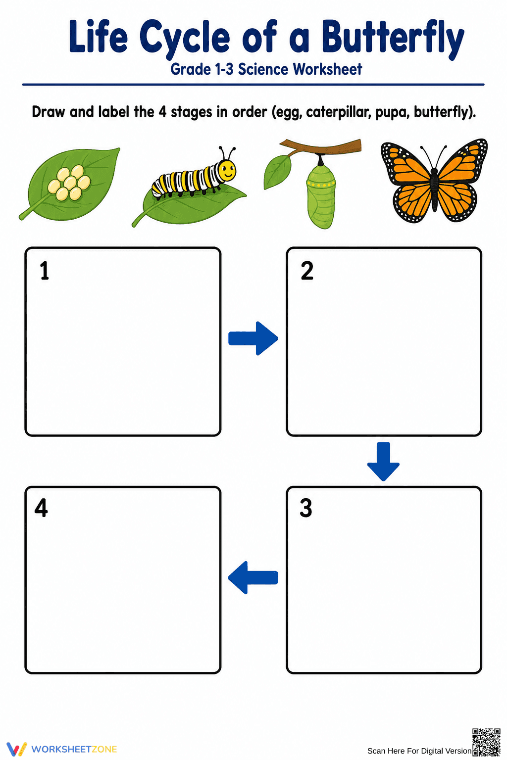 Grade 1-3 Butterfly Life Cycle — Printable No-Prep Worksheet - Page 1
