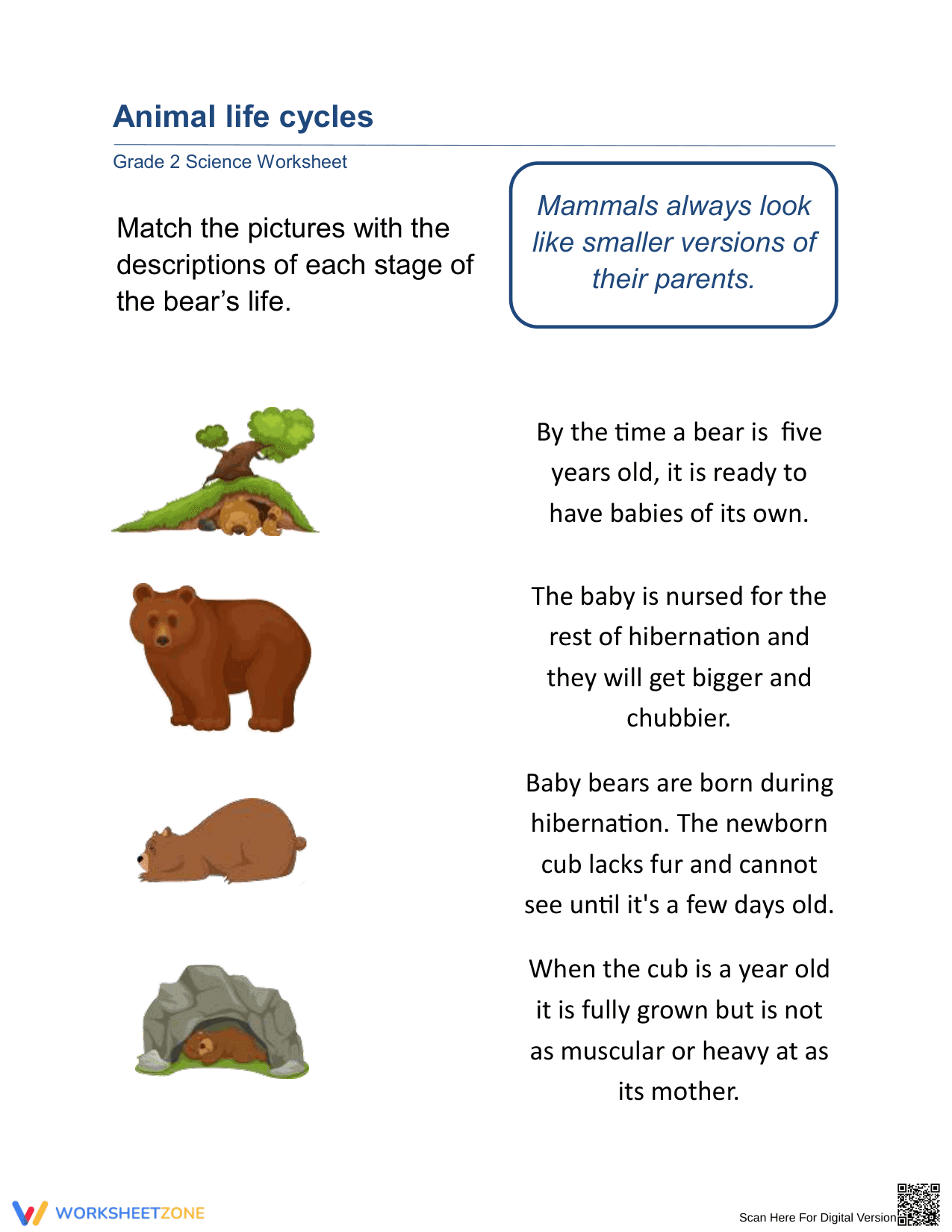 Grade 2 Life Cycle of a Bear — Printable No-Prep Worksheet - Page 1