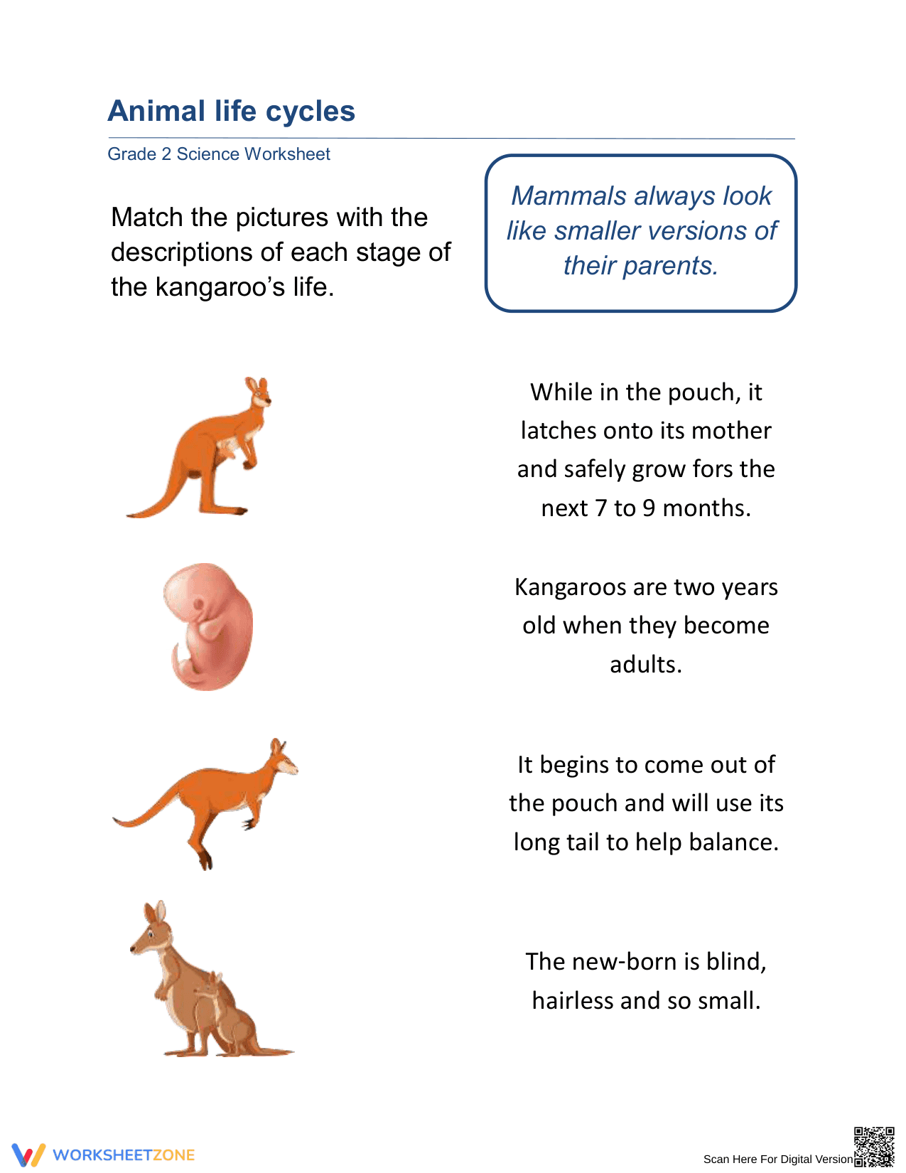 Kangaroo Life Cycle Worksheet for Kids - Page 1