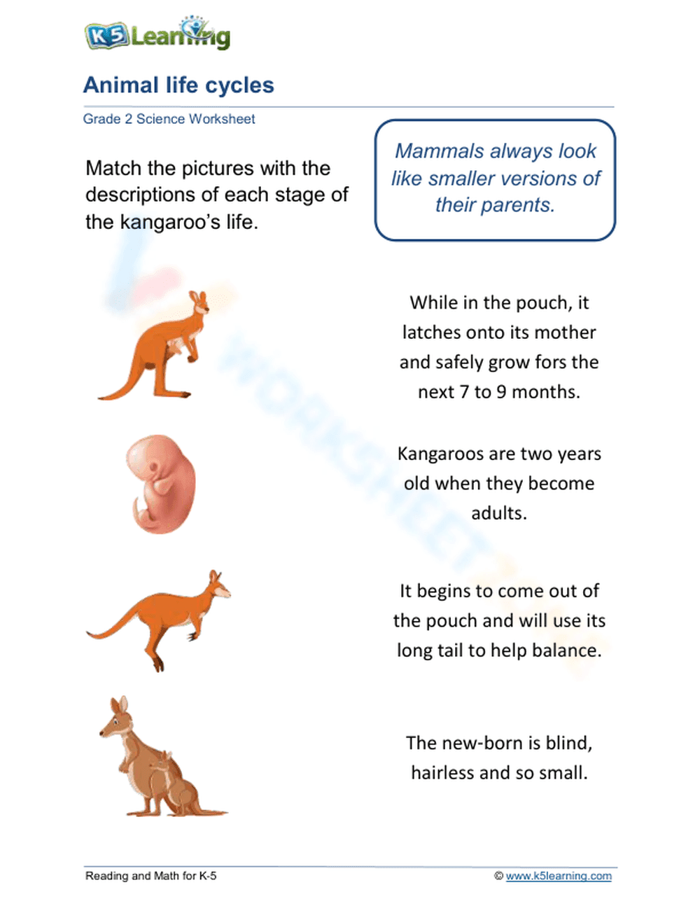Kangaroo Life Cycle Worksheet for Kids - Page 1
