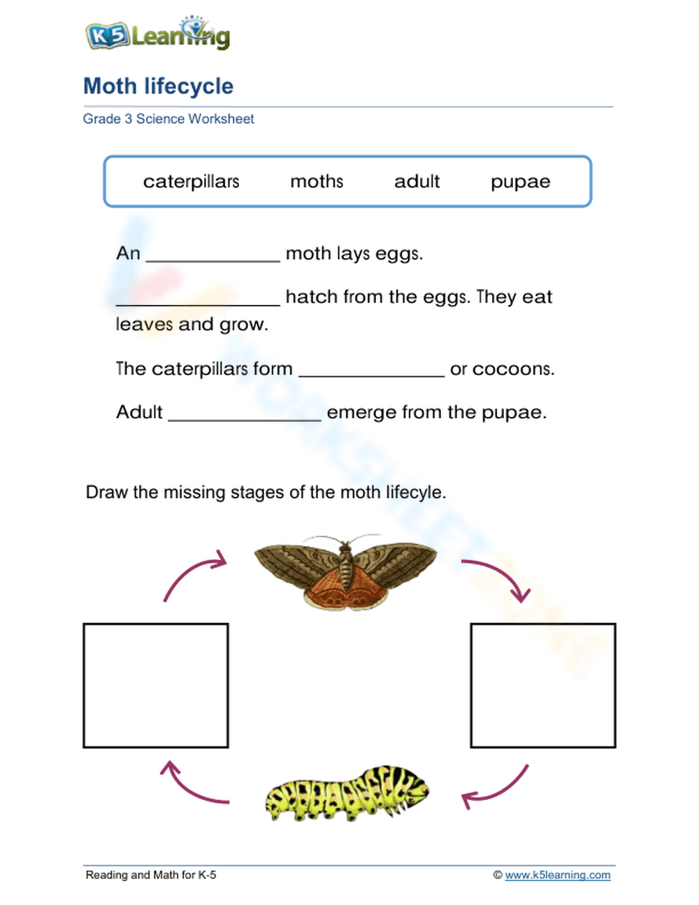 Moth Lifecycle Worksheet — Grade 3 Printable Essential - Page 1