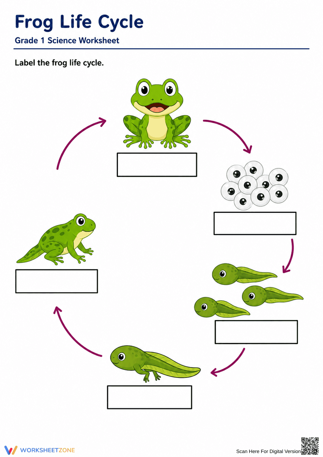 Grade 1 Frog Life Cycle — Printable No-Prep Worksheet - Page 1