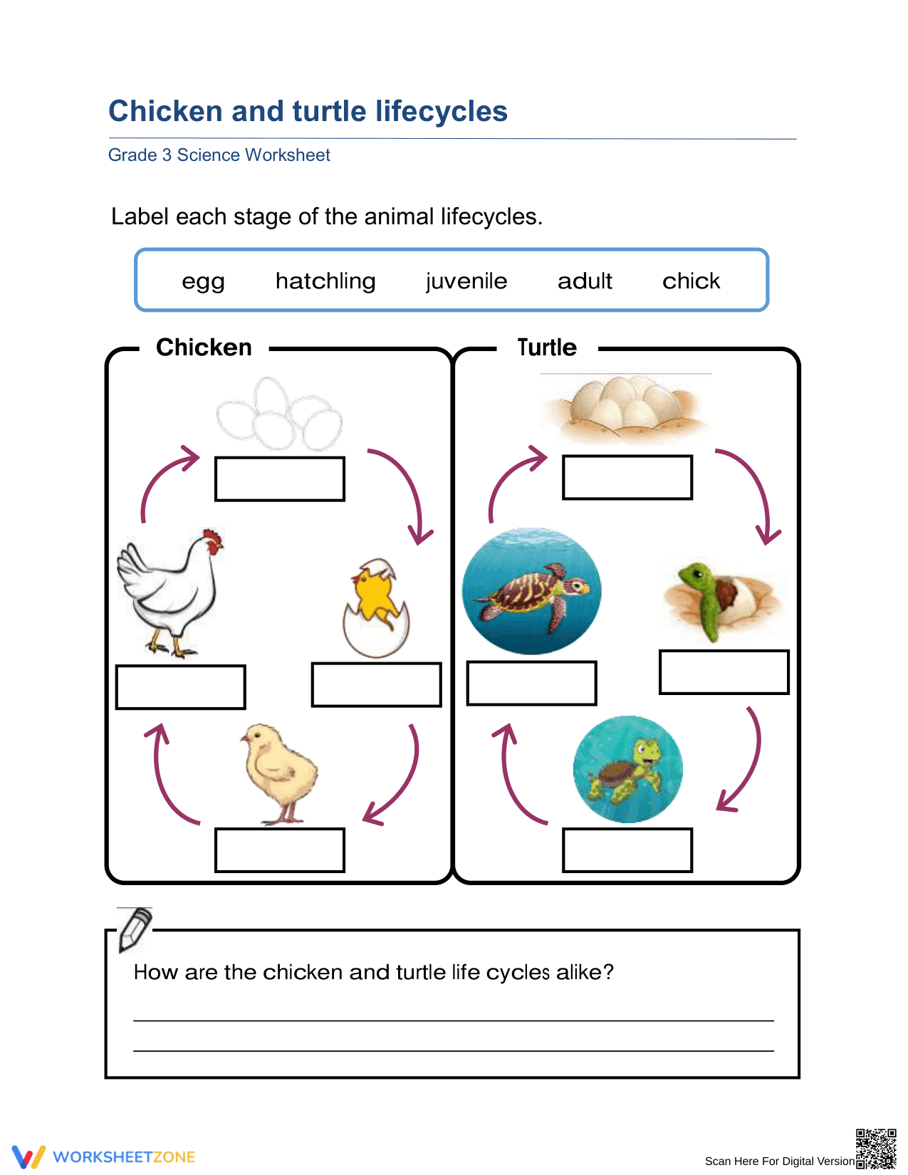 Essential Grade 3 Life Cycles Worksheet: Chicken & Turtle - Page 1
