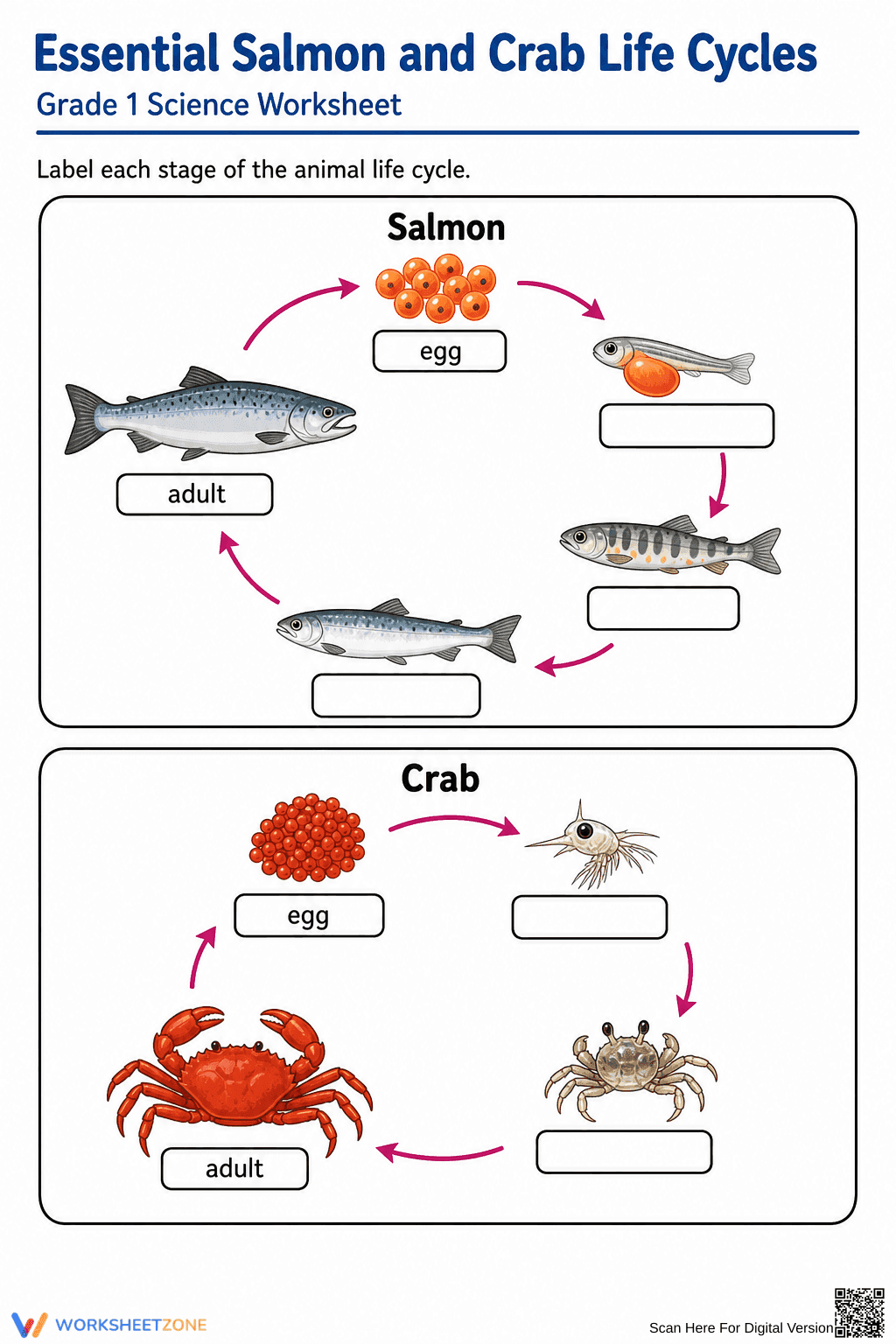 Printable Salmon & Crab Life Cycles Worksheet | Grade 1 - Page 1