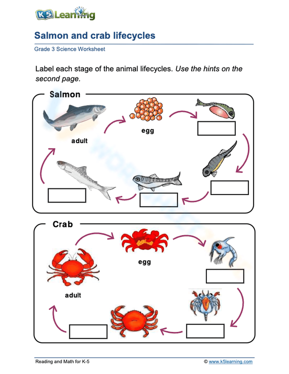 Essential Salmon and Crab Life Cycles Worksheet | Grade 1 - Page 1