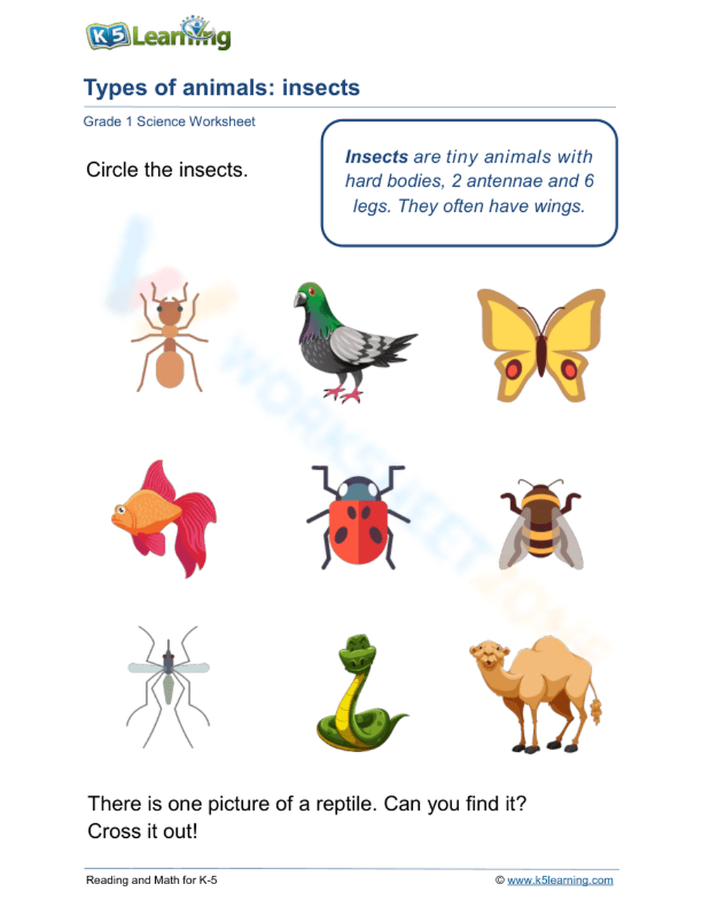 Essential Insects Worksheet | Grade 1 Science - Page 1