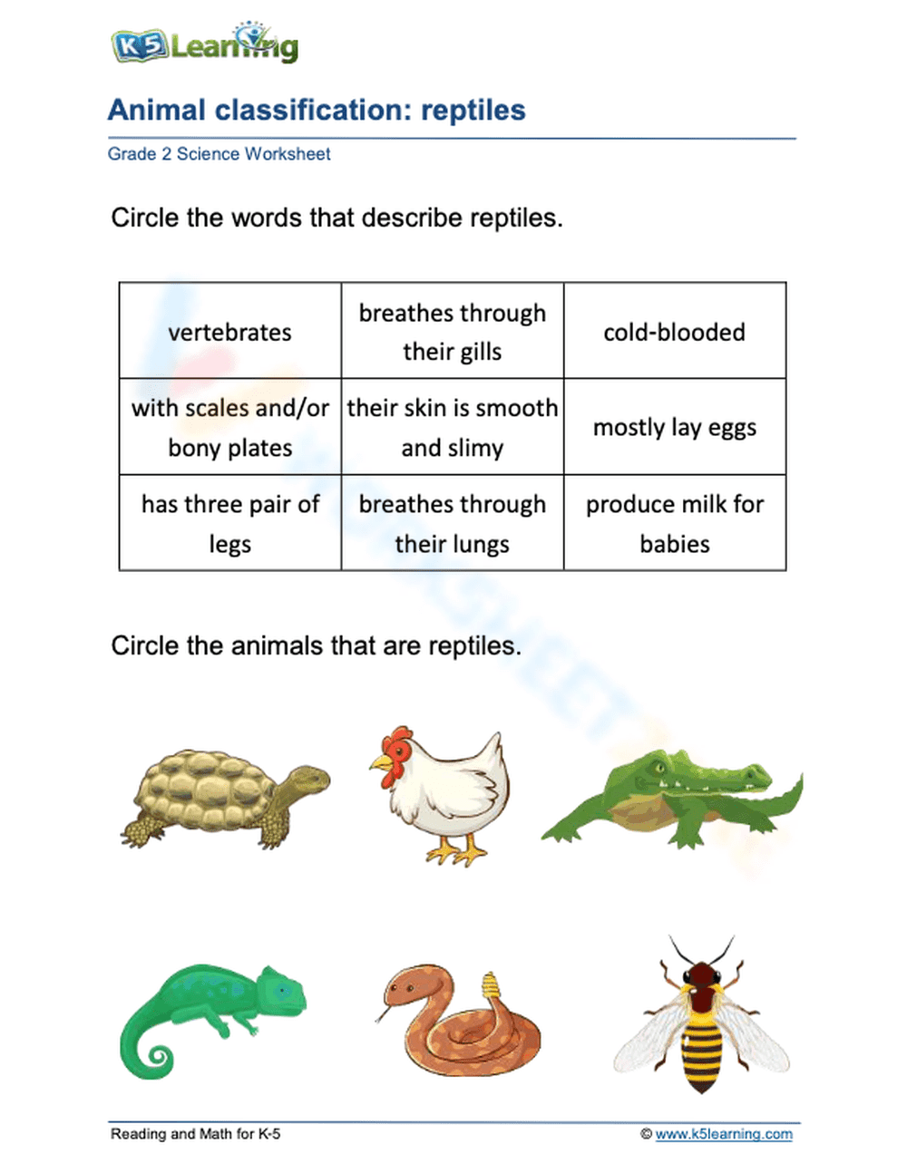 Essential Reptile Classification Worksheet | Grade 1 Science - Page 1