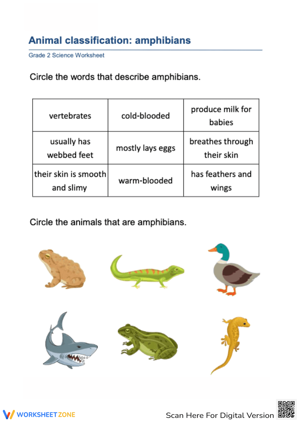 Amphibian Classification Worksheet with Answers - Page 1