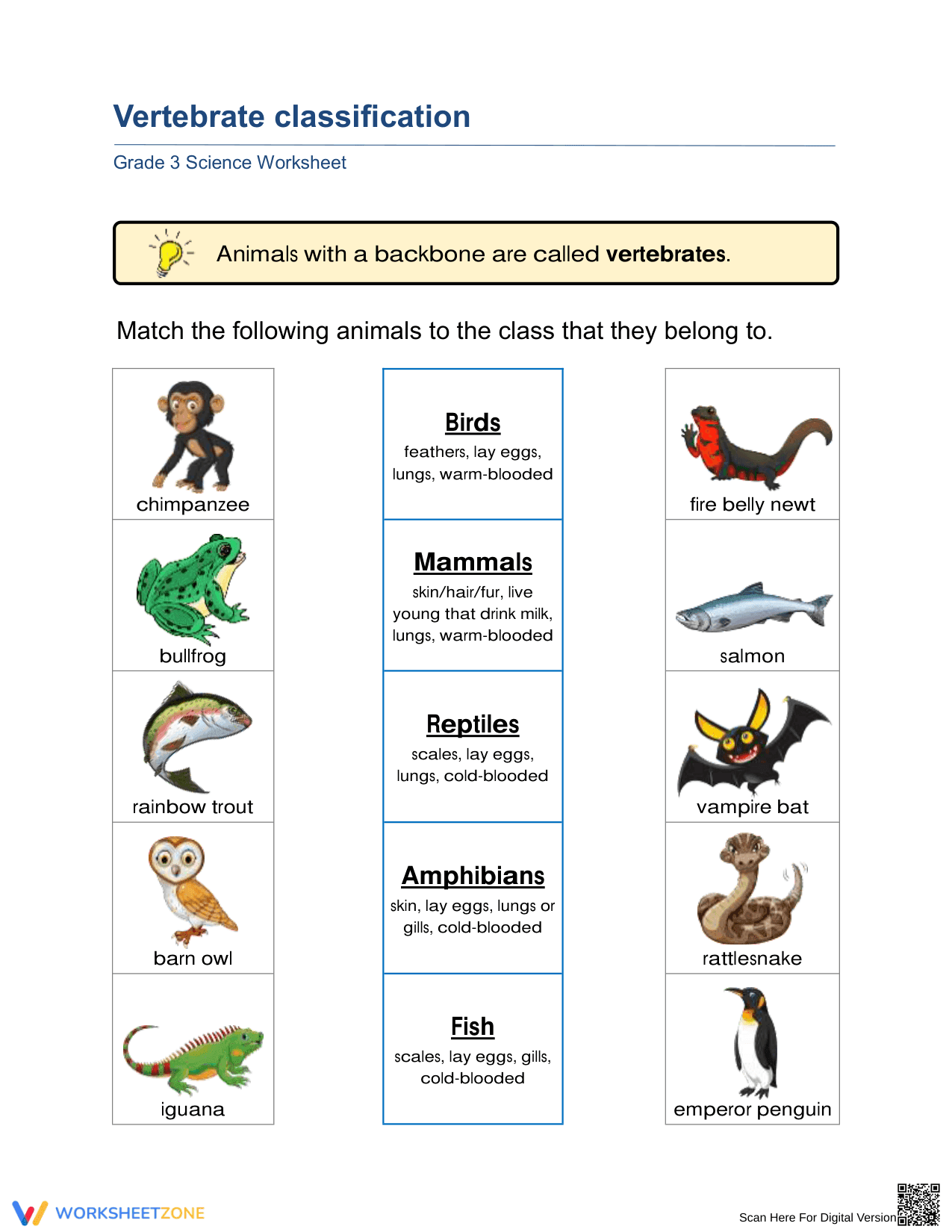 Printable Vertebrate Classification: Grade 3 Science - Page 1